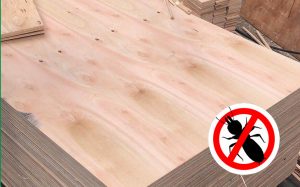 Read more about the article A Quick Guide To Termite Resistant Plywood